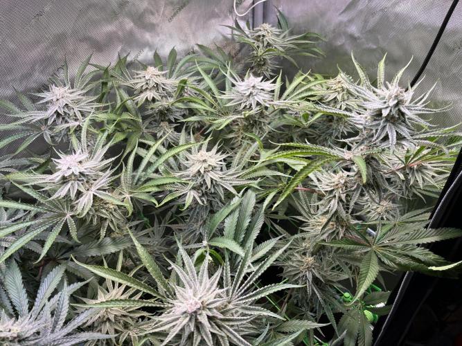 Chem-D Duet. Week 13 - Chemferno 