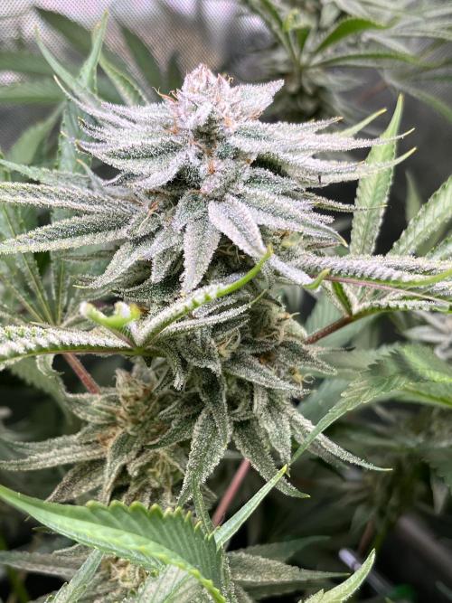 Chem-D Duet. Week 13 - Chemferno 