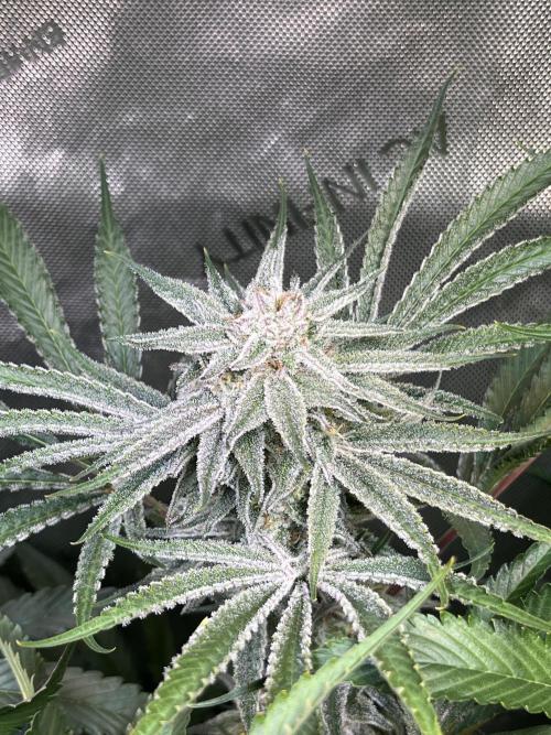 Chem-D Duet. Week 13 - Chemferno 
