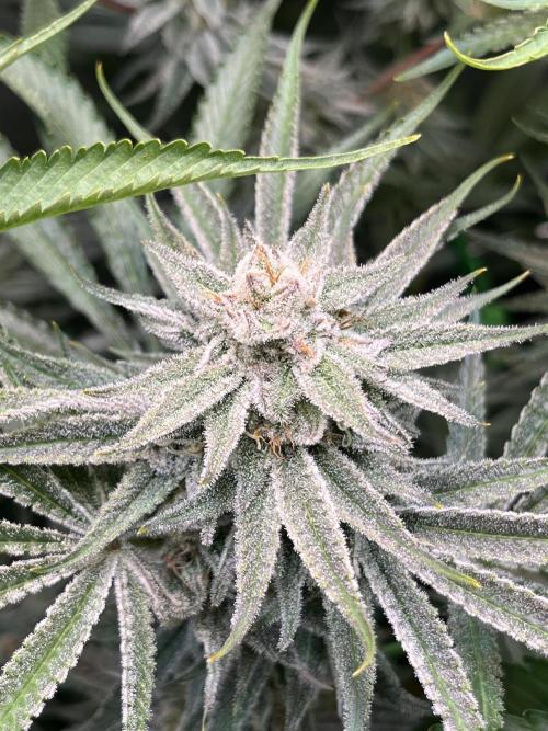 Chem-D Duet. Week 13 - Chemferno 
