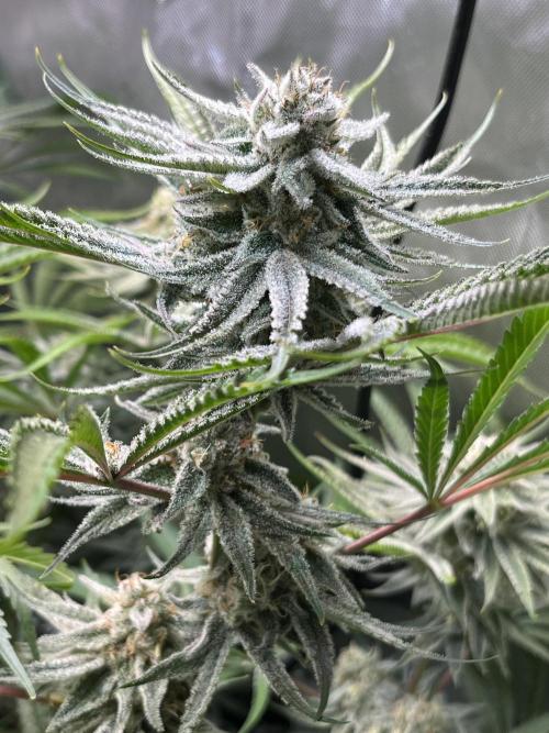 Chem-D Duet. Week 13 - Chemferno 