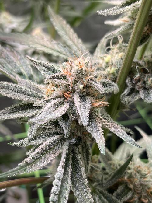 Chem-D Duet. Week 13 - Lower Chemferno 
