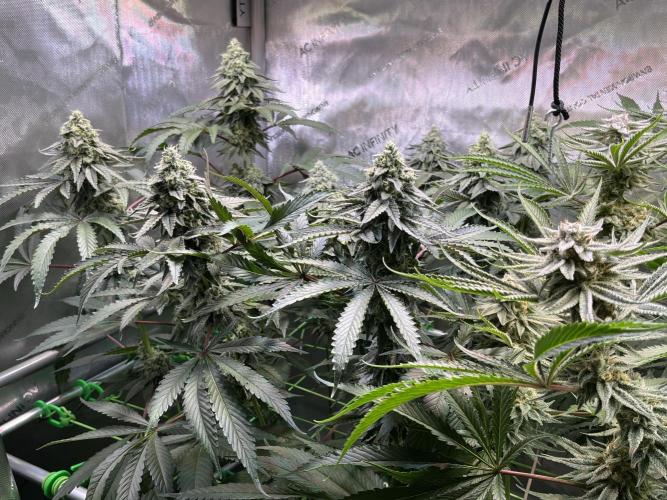 Chem-D Duet. Week 13