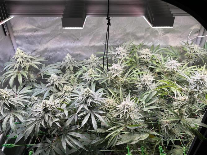 Chem-D Duet. Week 13