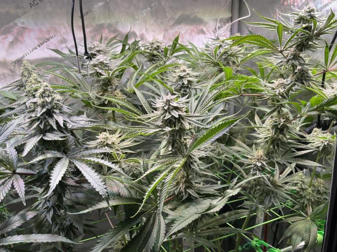 Chem-D Duet. Week 13