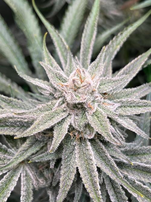 Chem-D Duet. Week 13