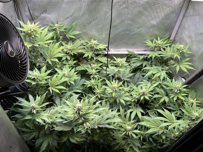 Pink Milk • Solfire. Week 11