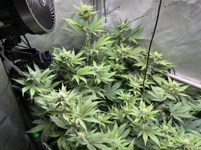 Pink Milk • Solfire. Week 11