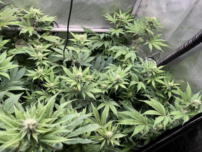Pink Milk • Solfire. Week 11