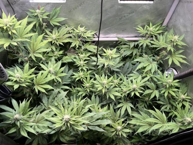 Pink Milk • Solfire. Week 11