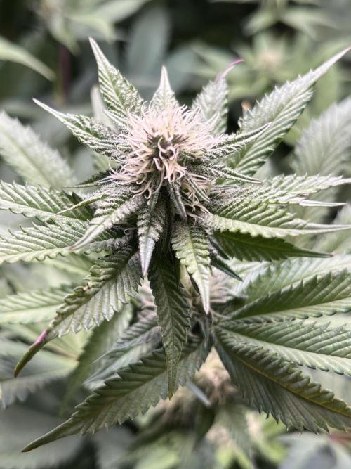 Pink Milk • Solfire. Week 11