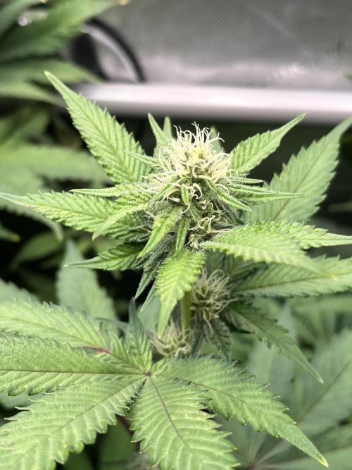 Pink Milk • Solfire. Week 11