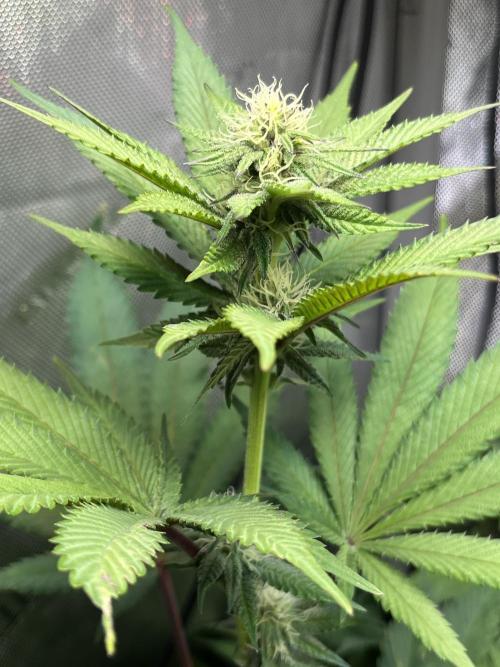 Pink Milk • Solfire. Week 11