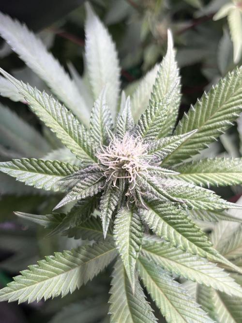 Pink Milk • Solfire. Week 11