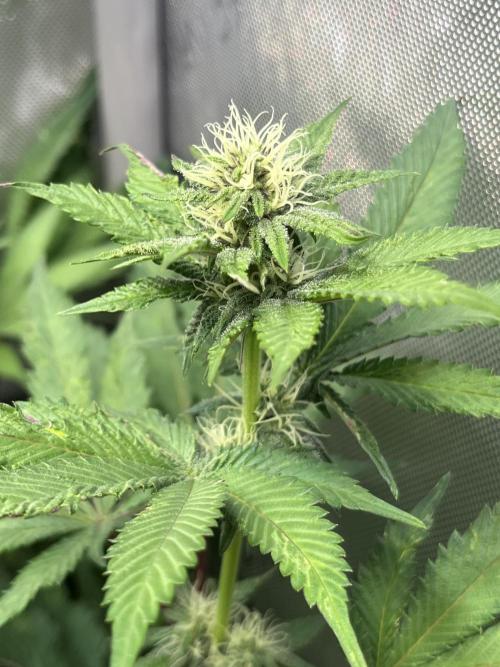 Pink Milk • Solfire. Week 11