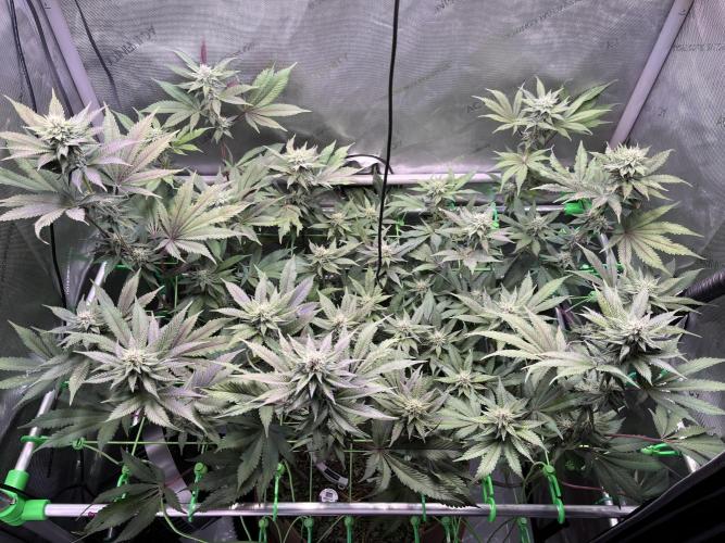 Pink Milk • Solfire. Week 12