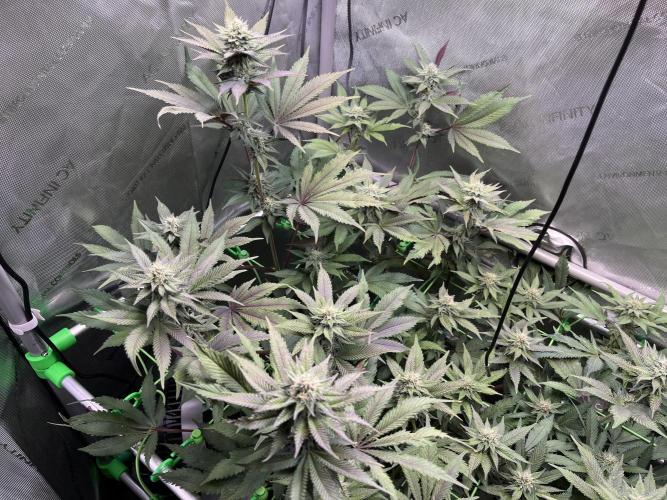 Pink Milk • Solfire. Week 12