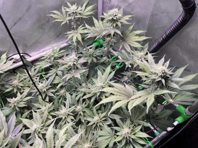 Pink Milk • Solfire. Week 12