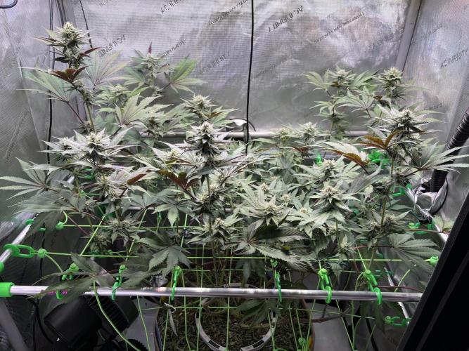 Pink Milk • Solfire. Week 12