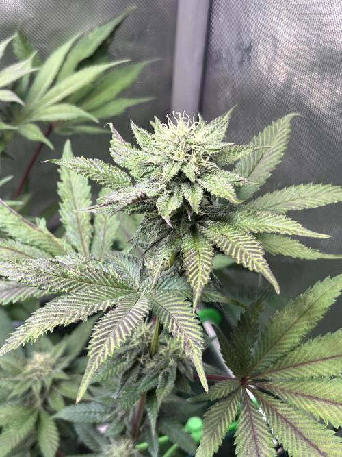 Pink Milk • Solfire. Week 12