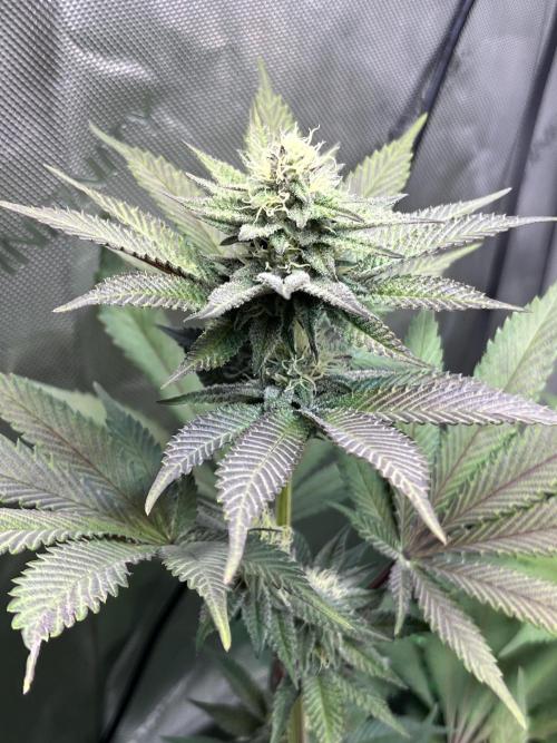 Pink Milk • Solfire. Week 12