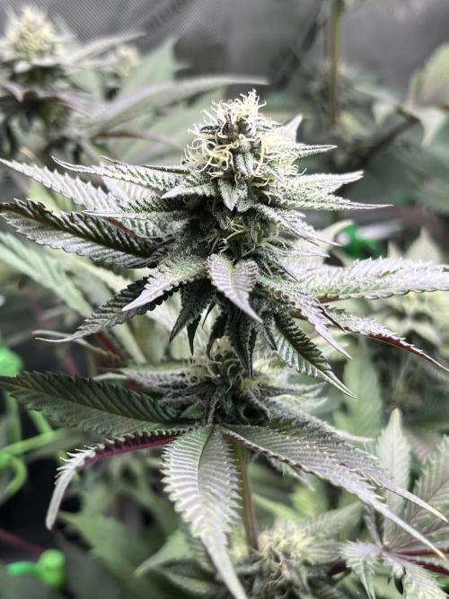 Pink Milk • Solfire. Week 12