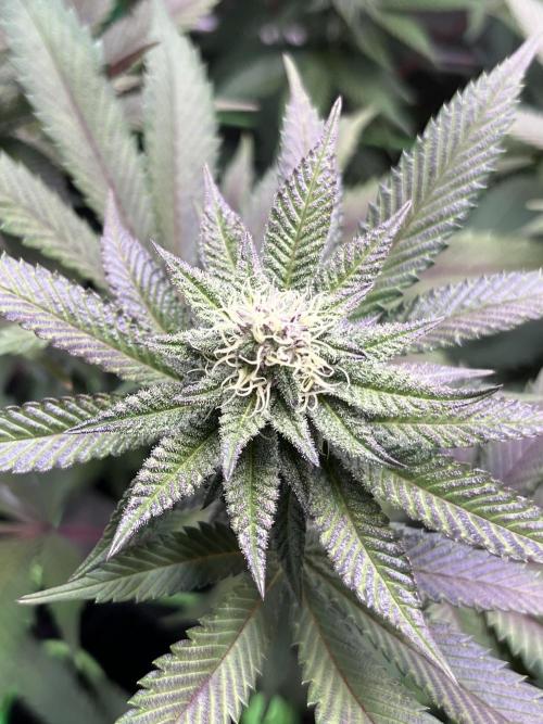 Pink Milk • Solfire. Week 12