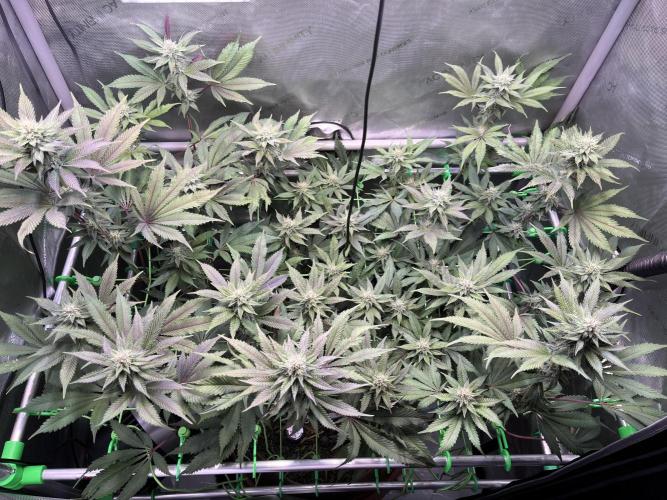 Pink Milk • Solfire. Week 12