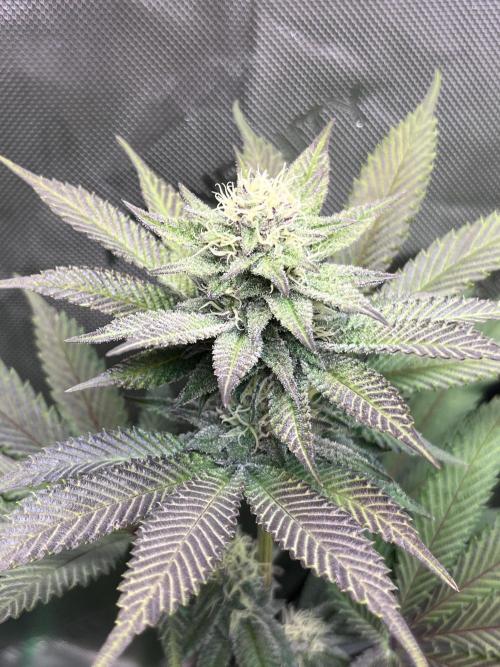 Pink Milk • Solfire. Week 12