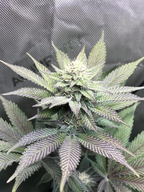 Pink Milk • Solfire. Week 12