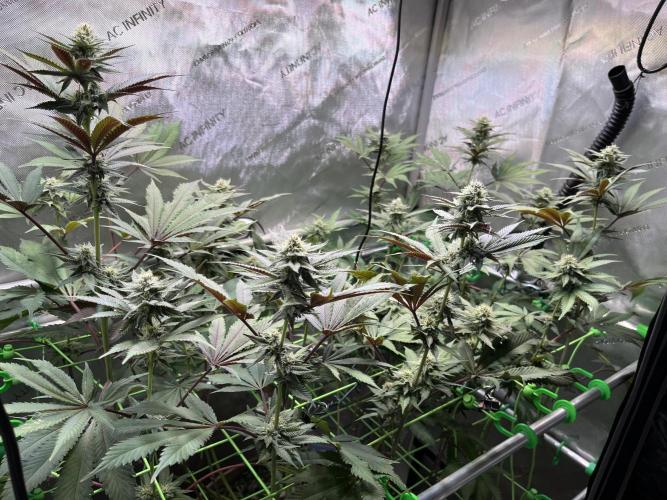 Pink Milk • Solfire. Week 12