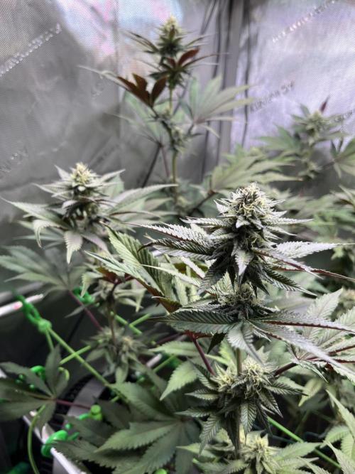 Pink Milk • Solfire. Week 12