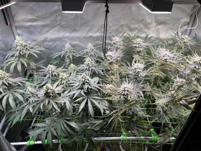 Chem-D Duet. Week 14
