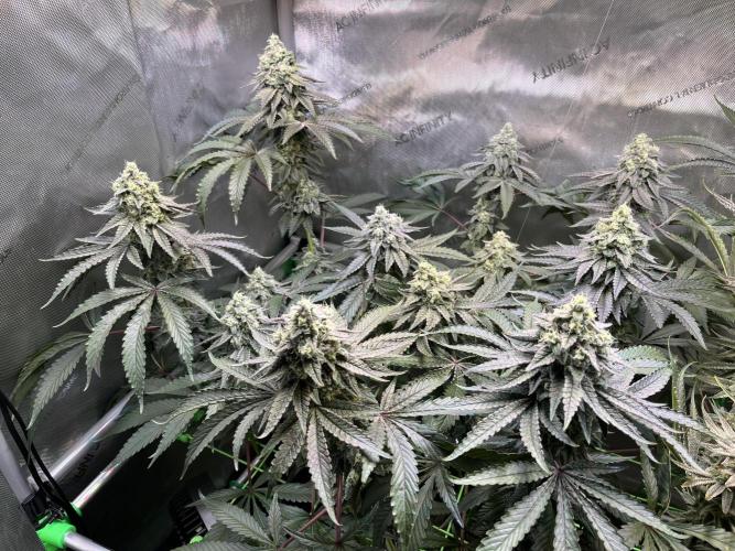 Chem-D Duet. Week 14 - Ocean Toxin