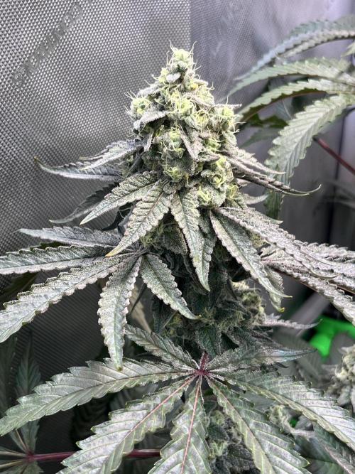 Chem-D Duet. Week 14