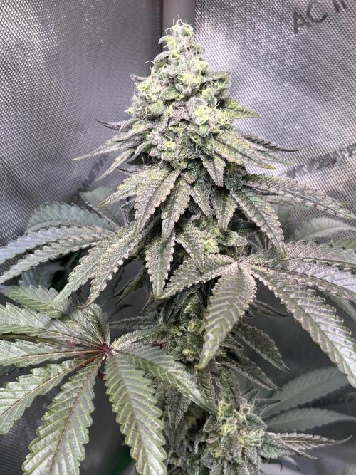 Chem-D Duet. Week 14