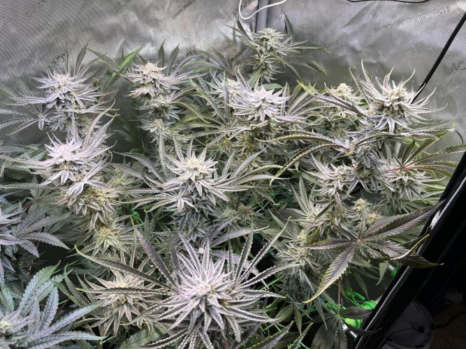 Chem-D Duet. Week 14 - Chemferno 
