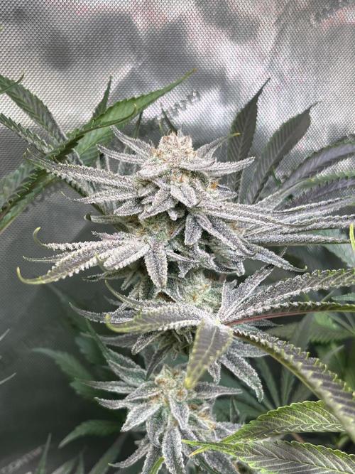 Chem-D Duet. Week 14