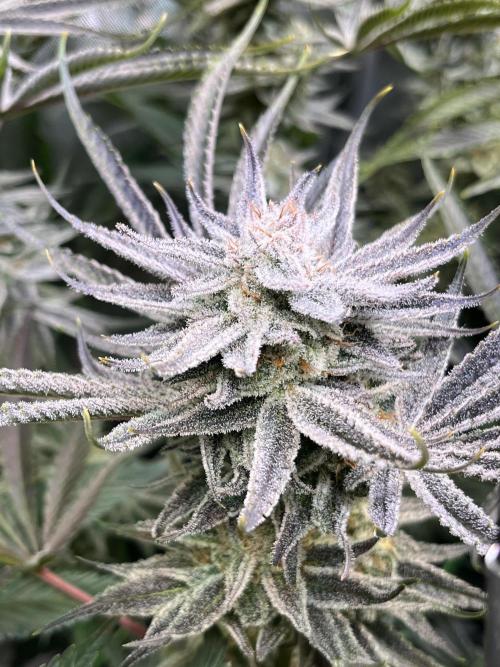 Chem-D Duet. Week 14