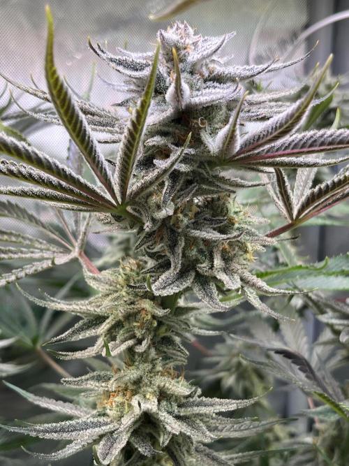 Chem-D Duet. Week 14