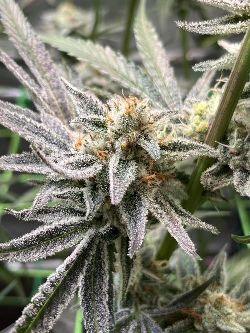 Chem-D Duet. Week 14