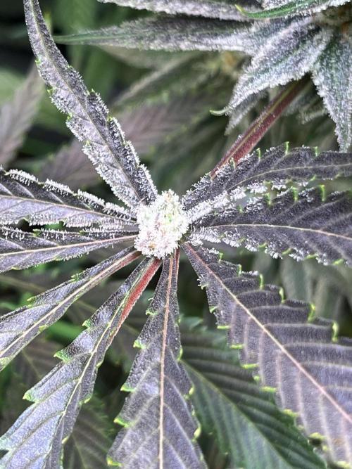 Chem-D Duet. Week 14