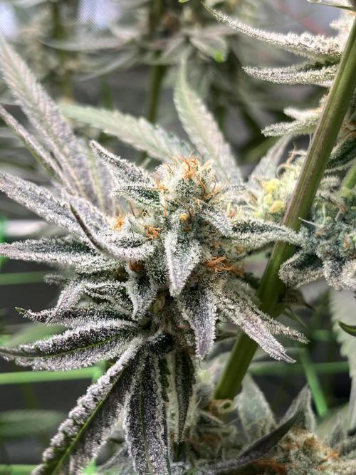 Chem-D Duet. Week 14