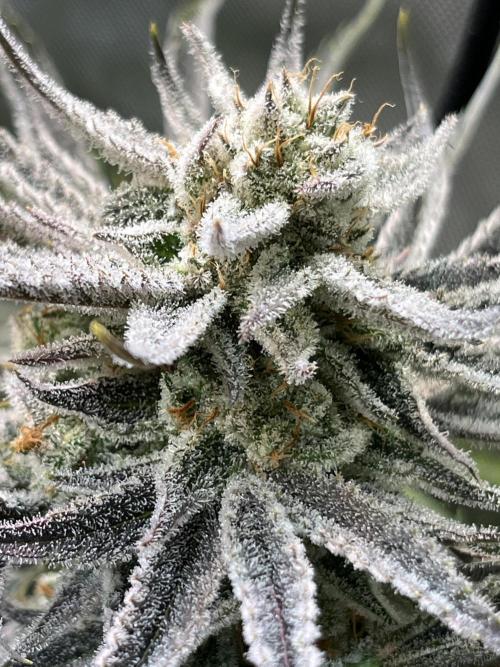 Chem-D Duet. Week 14