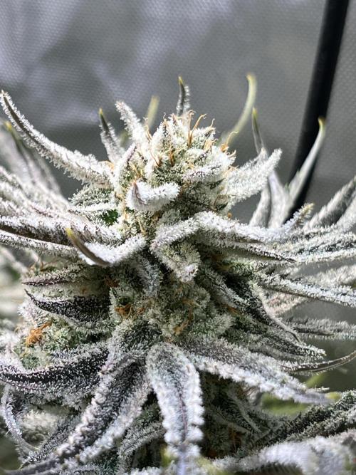 Chem-D Duet. Week 14