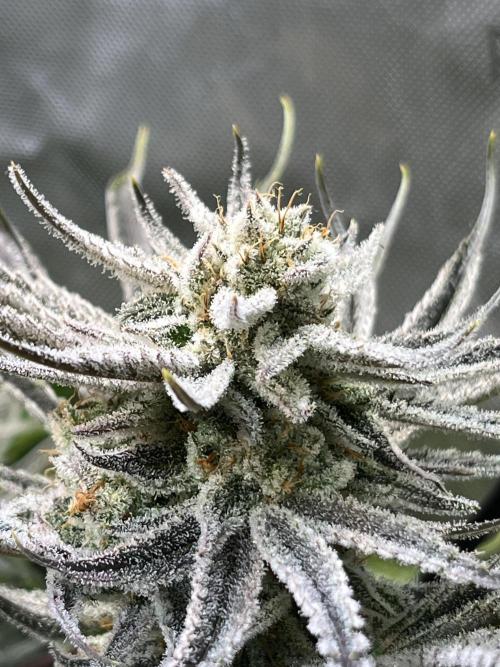 Chem-D Duet. Week 14