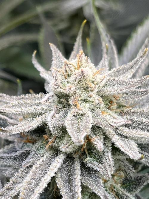 Chem-D Duet. Week 14
