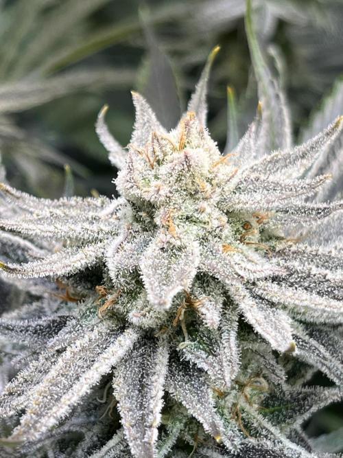 Chem-D Duet. Week 14
