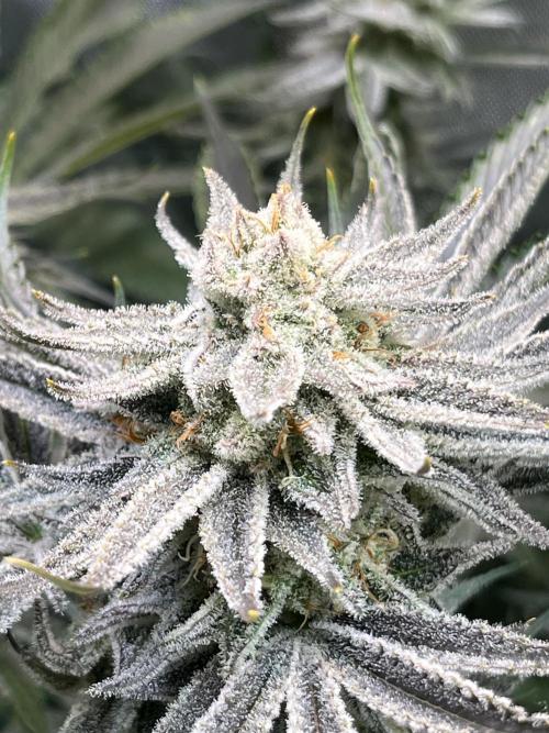 Chem-D Duet. Week 14