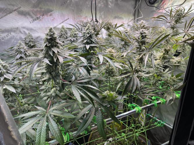 Chem-D Duet. Week 14
